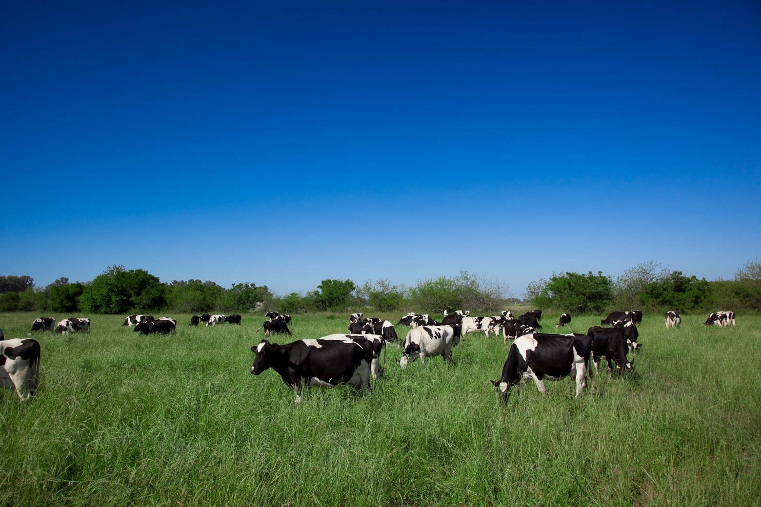 La producción nacional de leche alcanzó el mayor nivel de los últimos 10 años